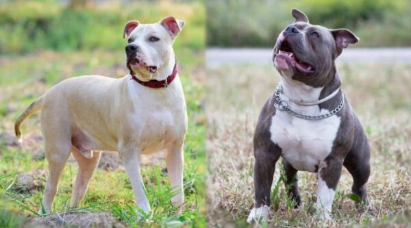 Is An American Bulldog The Same As A Pitbull? | MyPetCareJoy