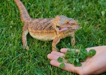 Bearded Dragons Eat Celery