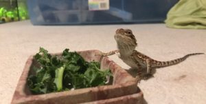 Bearded Dragons Eating Celery