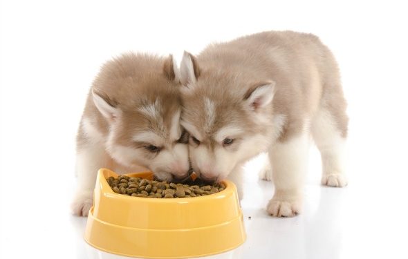 Best Alaskan Malamute Puppy Food