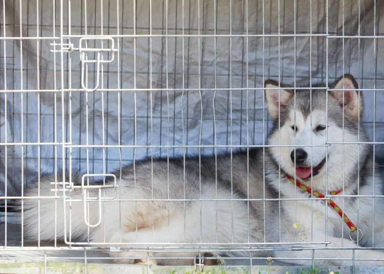 10 Best Brushes For An Alaskan Malamute MyPetCareJoy