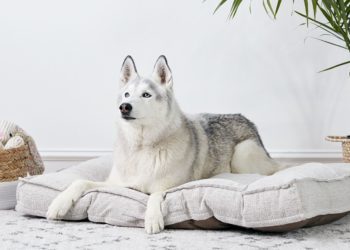Best Dog Beds For Alaskan Malamute
