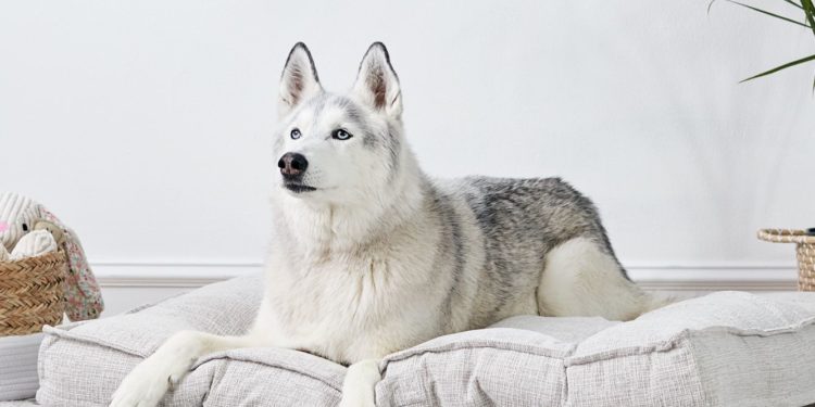 Best Dog Beds For Alaskan Malamute
