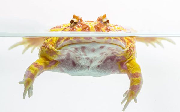 Can Pacman Frogs Swim