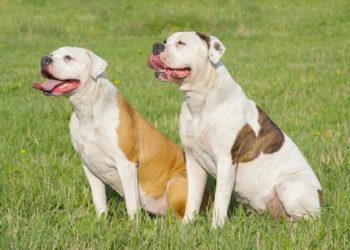 Do American Bulldogs Get Along With Other Dogs