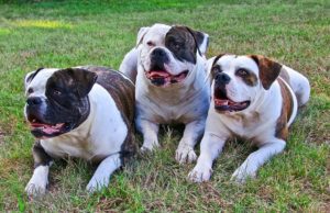 Do American Bulldogs Get Along With Other Dogs or Not