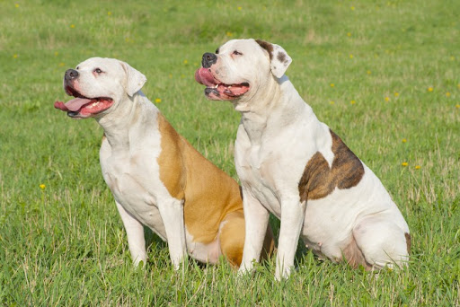 Do American Bulldogs Get Along With Other Dogs? | MyPetCareJoy