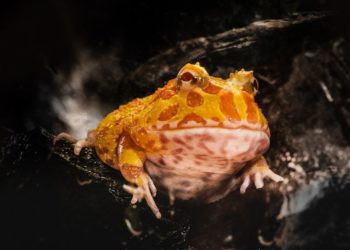 Do Pacman Frogs Need Heat