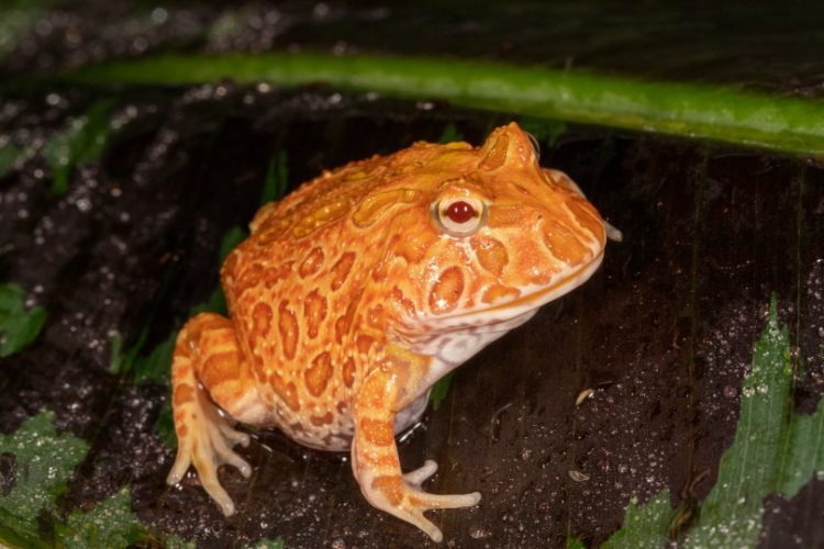 Do Pacman Frogs Need Heat? MyPetCareJoy