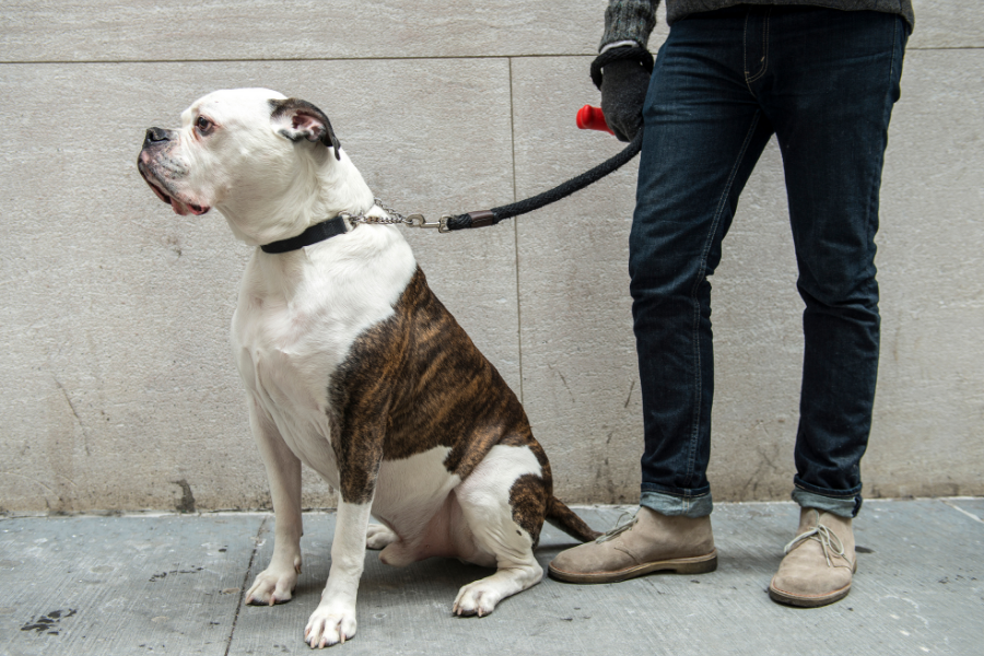 How To Exercise An American Bulldog? MyPetCareJoy