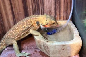 How Much Water Does A Bearded-Dragon Need
