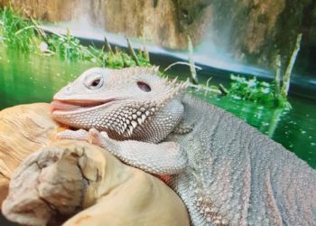 How Much Water Does A Bearded Dragon Need