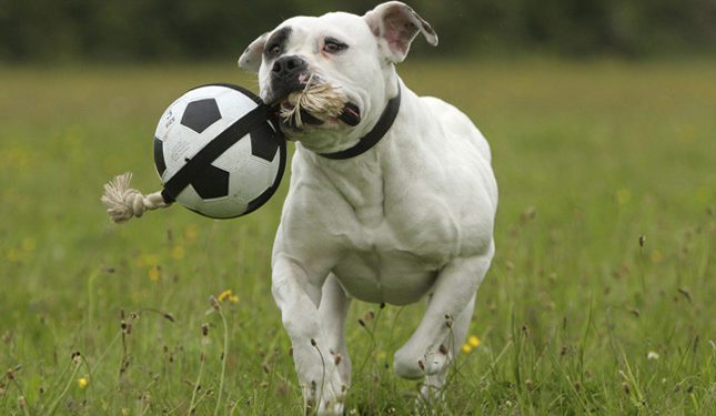 How To Exercise An American Bulldog