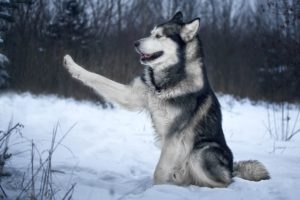 How To Train Alaskan Malamute