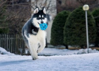 How To Train Alaskan Malamute Dogs