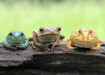 Most Popular Pet Frogs For Beginners