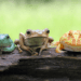 Most Popular Pet Frogs For Beginners