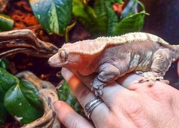 Obese Crested Gecko