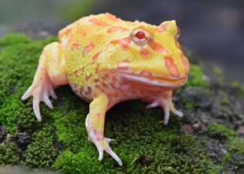 Pacman Frog Shedding