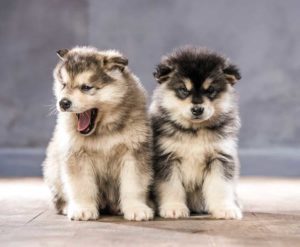 Things To Know About An Alaskan-Malamute