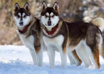 Things To Know Before Getting An Alaskan Malamute