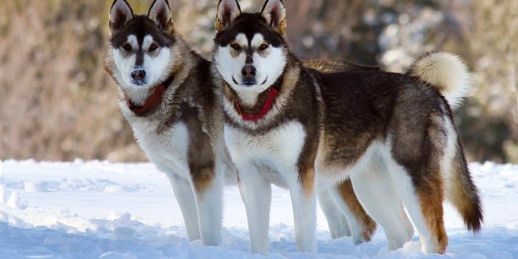 Things To Know Before Getting An Alaskan Malamute