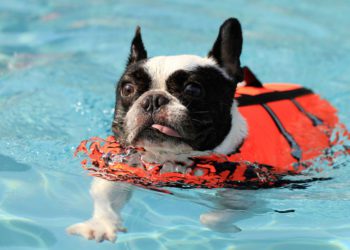 Why French Bulldogs Can't Swim