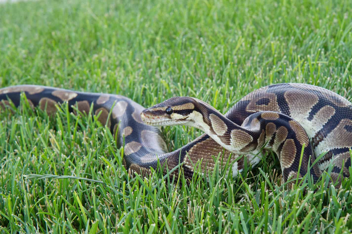 How Big Do Ball Pythons Get MyPetCareJoy