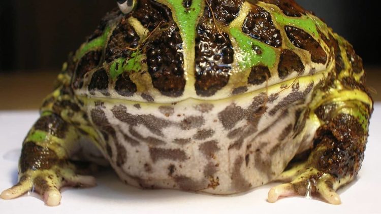Pacman Frog Humidity too High – Requirements | MyPetCareJoy