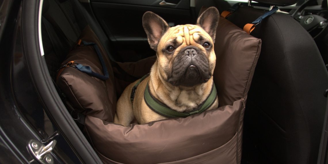 5 Best Car Seats For French Bulldogs