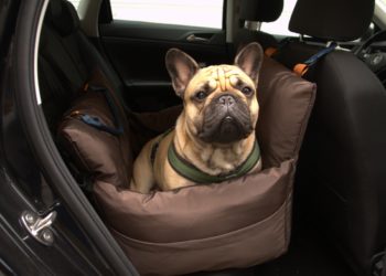 5 Best Car Seats For French Bulldogs
