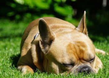5 Best Conditioner For French Bulldogs