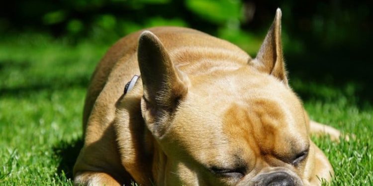 5 Best Conditioner For French Bulldogs