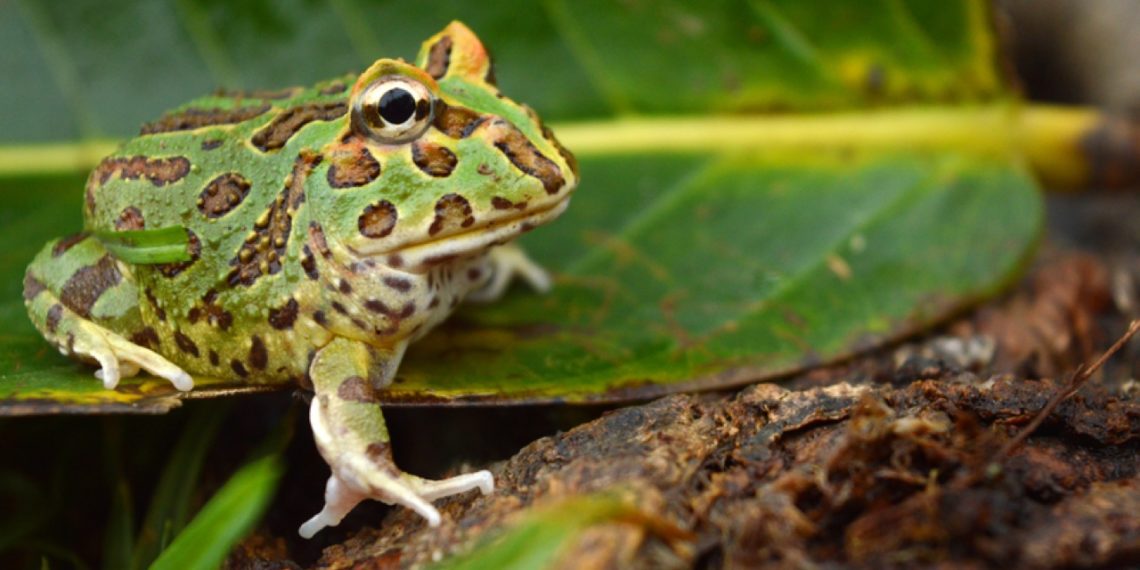 5 Best Lighting For Pacman Frogs