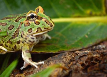 5 Best Lighting For Pacman Frogs