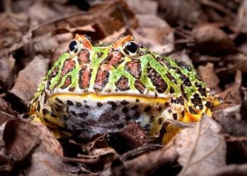 5 Best Pacman Frog Enclosure