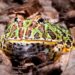 5 Best Pacman Frog Enclosure