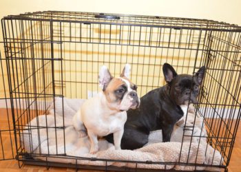 7 Best Dog Crates For French Bulldogs