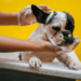 7 Best Shampoos And Conditioners For French Bulldogs