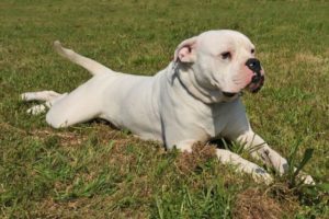 American Bulldog-Everything You Need To Know