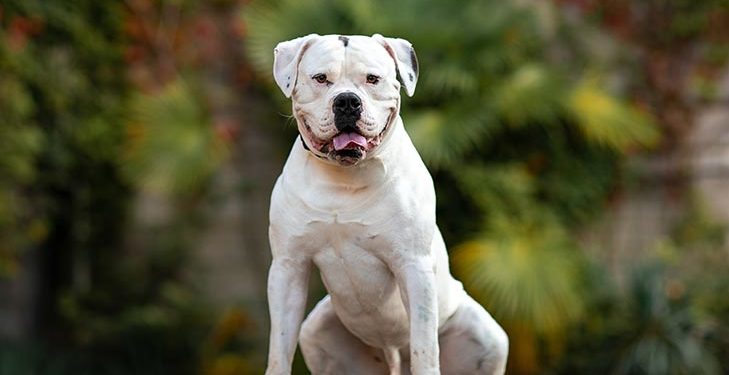 American Bulldog Everything You Need To Know