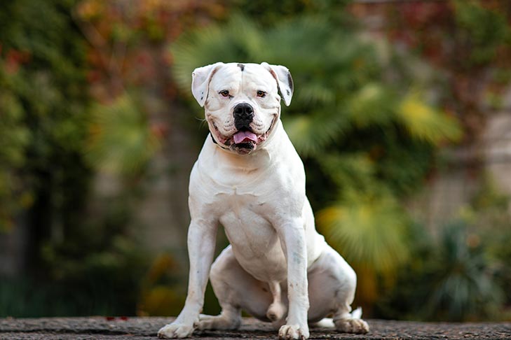 American Bulldog Everything You Need To Know