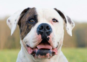 Are American Bulldog Good For First-Time Dog Owners