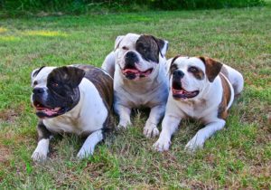 Are American Bulldogs Good Guard Dogs or Not