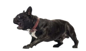 Are French Bulldogs Aggressive or Not