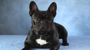 Are French-Bulldogs Good With Other Dogs