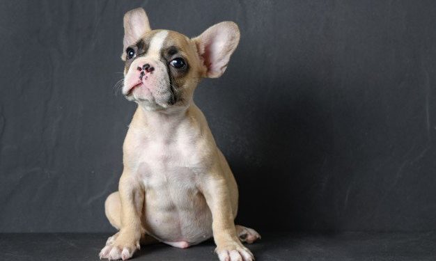 Are French Bulldogs Good With Other Dogs