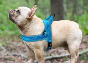 Best Dog Harness For French Bulldog