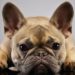 Best Ear Cleaner For French Bulldog