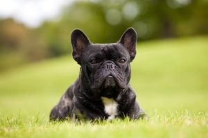 Best Gifts For French Bulldog Lovers